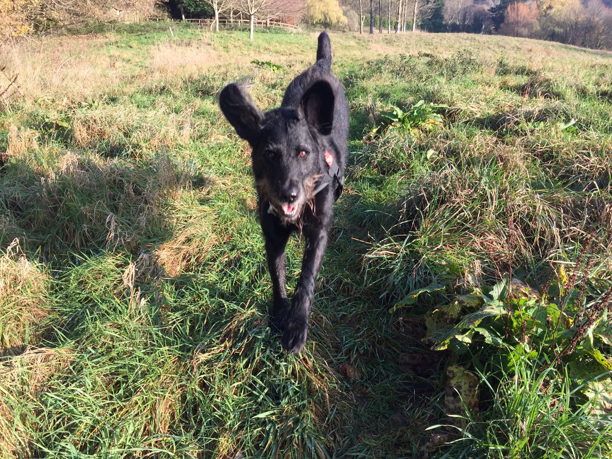 Buts1966's tweet photo. .@GlosWalks @icebearbutler09 Harry is loving the fabulous weather today ! https://t.co/cUOPgVOjZ7
