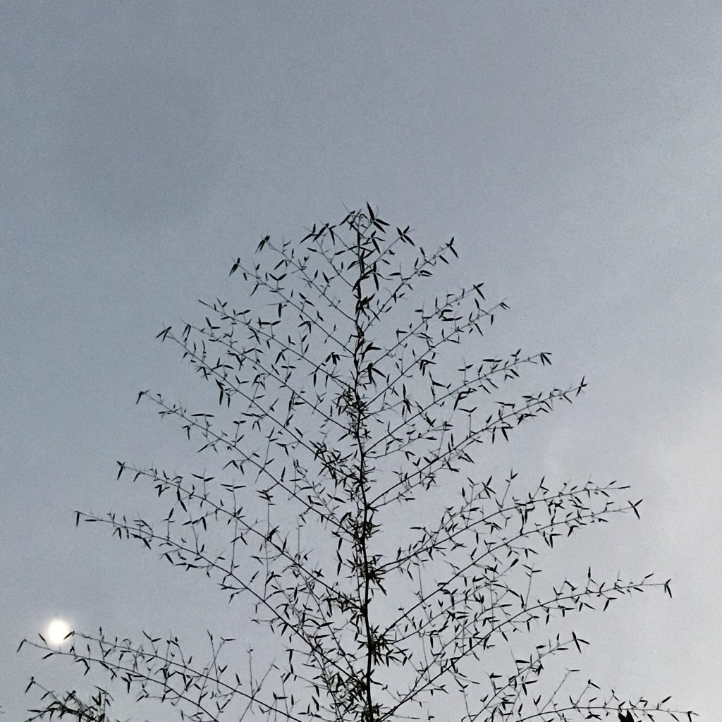 चिड़िया घर From the wilderness of  #JimCorbett