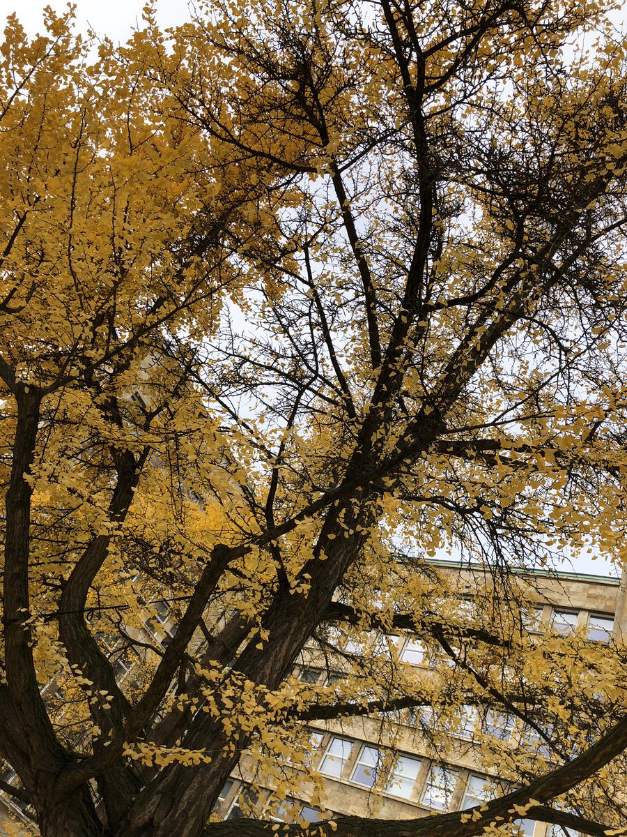 schuh_melissa's tweet photo. ...I’ll let my brain gaze at autumn leaves and beautiful flowers now (thank you @SchreibszeneFFM ! And send pics as you babysit them @LauraMcDuff ;) ) #conferenceBrain https://t.co/LKiyCo4Gtp