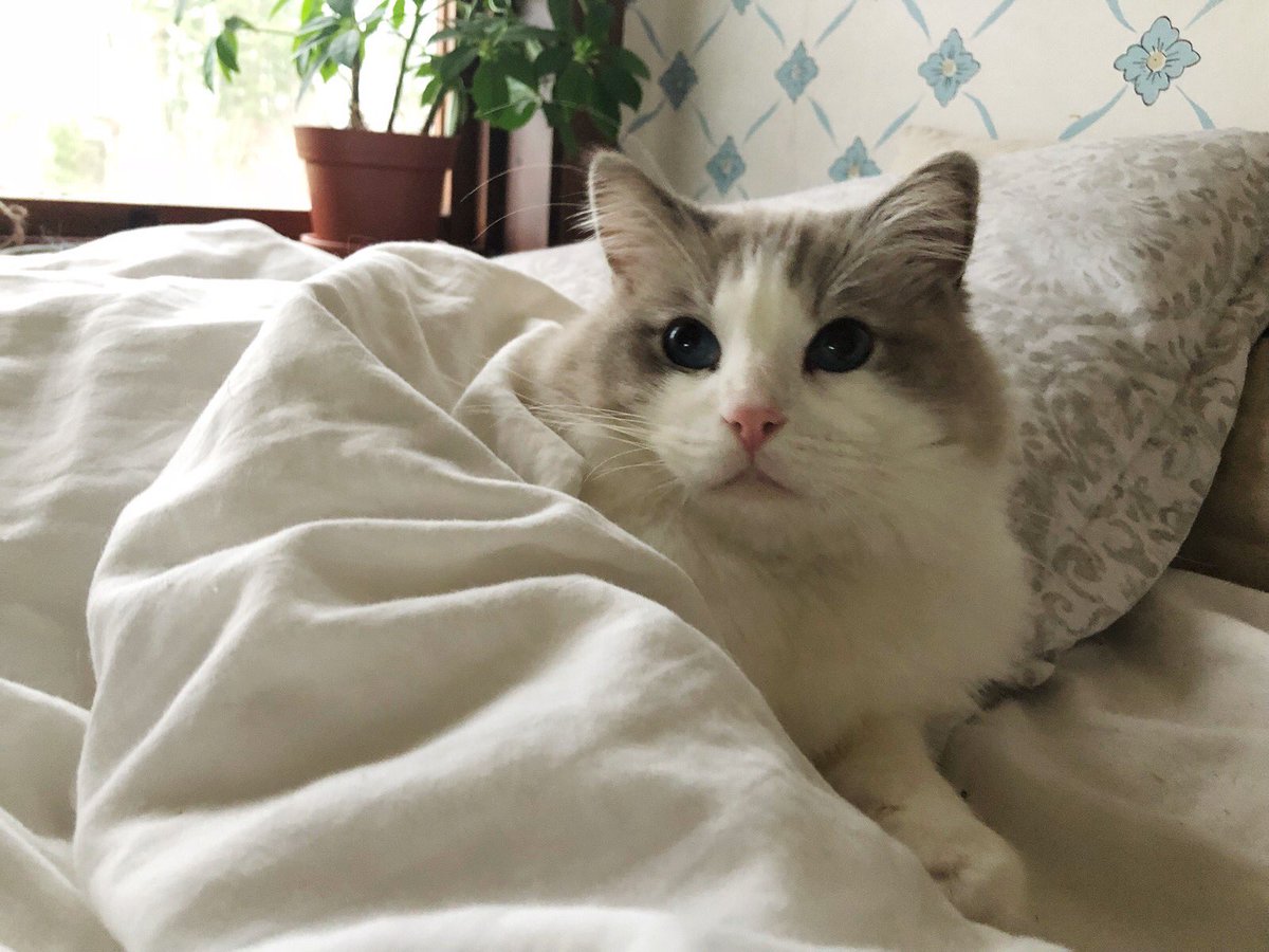 Cat_Whispers's tweet photo. The small human is here again, I must rub my scent on mommy’s pillow. She WON’T forget me! https://t.co/ACZKCDXNsH