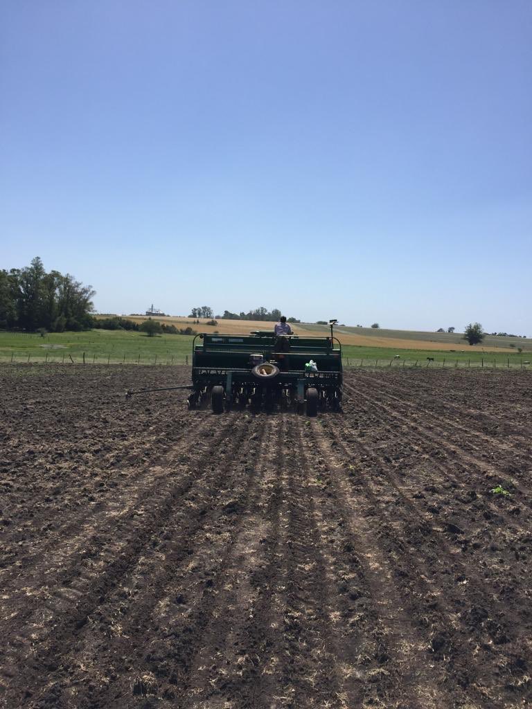 macro_seed's tweet photo. En 2019 se viene una nueva variedad con tecnología RR y STS en Uruguay, como nos venían demandando!

La nueva 60MS01 STS ya está sembrada en semilleros y ensayos en suelos charrúas, para ser una nueva solución en 2019 para nuestros clientes.

@agromotora @MegaagroUy @CopagranUy https://t.co/SOYjSsunRM