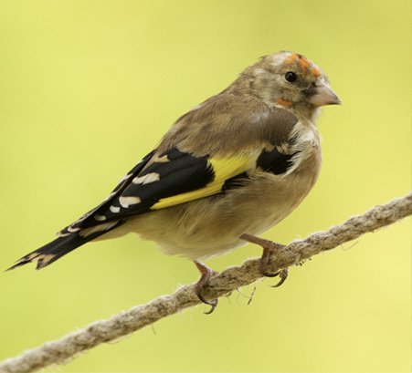 nature_uk's tweet photo. New blog entry on our website now....www.embracenatureuk.com....all about sunflower seeds and the benefits they hold for birds.  #readnow #blog #newblogentry #wordpress #wordpressblog #sunflowerseeds #sunflower #seeds #birds #heart #welovebirds #embracenature #embracenatureuk https://t.co/Pb0LrEtoJL