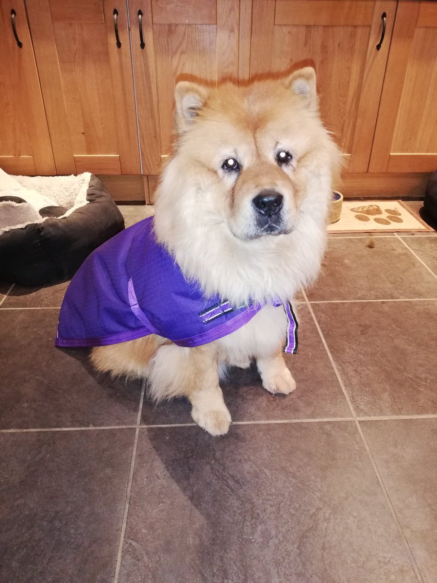 Smiley_person's tweet photo. Don't think Ushi is too impressed with her new coat :) https://t.co/Slqi8xrSym