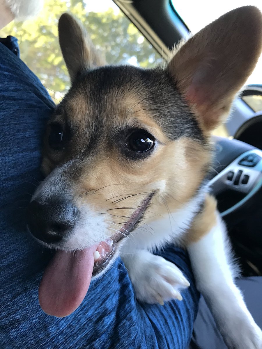 SaberWrigley's tweet photo. Already 6 months old 🎉🐾    #corgi  #birthday  #puppy https://t.co/yDidFvrkkD