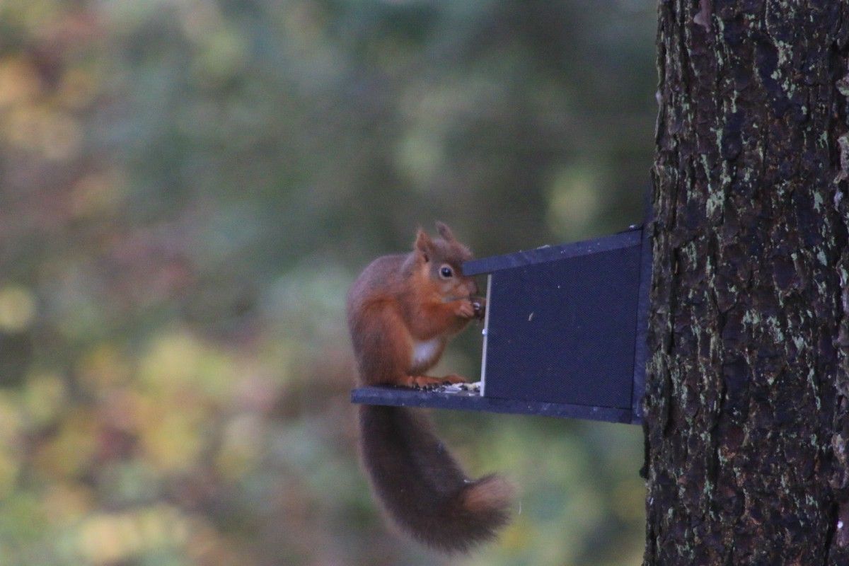 asocialnature's tweet image. NEW BLOG! Have you tried wildlife watching with the kids? Here are our top tips for successful spotting. @Natures_Voice @wildlifewatch @WildlifeTrusts 
 #blog #blogger #nature #family
buff.ly/2KbCJIb