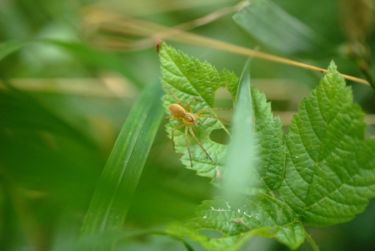 Y en a qui sont spécialistes d'une vie semi-aquatique, comme en France nos deux espèces de Dolomedes (D. fimbriatus en photo 1), le genre Pirata ou l'Argyronète qui vit dans une bulle d'air qu'elle maintient dans les plantes aquatiques. En plus exotique, Ancylometes peut plonger.