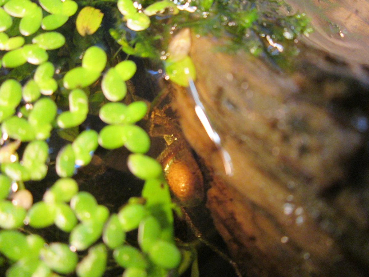 Y en a qui sont spécialistes d'une vie semi-aquatique, comme en France nos deux espèces de Dolomedes (D. fimbriatus en photo 1), le genre Pirata ou l'Argyronète qui vit dans une bulle d'air qu'elle maintient dans les plantes aquatiques. En plus exotique, Ancylometes peut plonger.