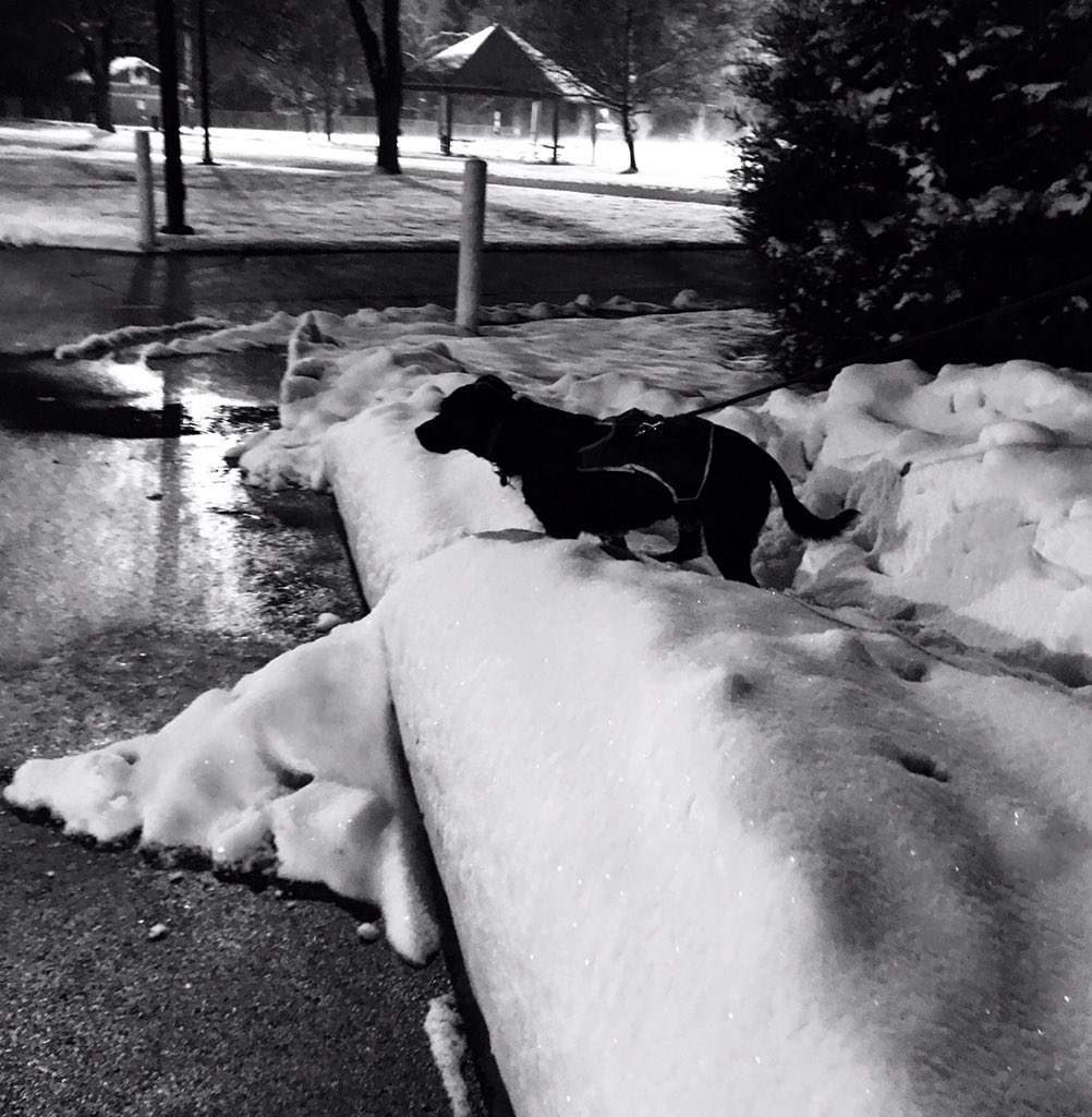 PUPPYNETFLIXS tweet picture