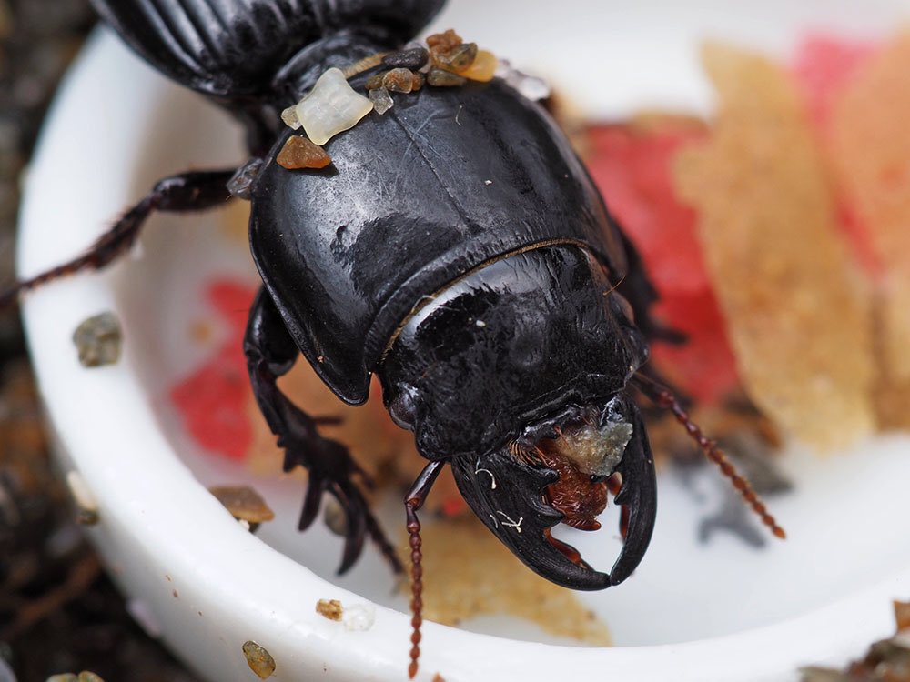 飼育中のヒョウタンゴミムシ。ダンゴムシやワラジムシを餌にという話