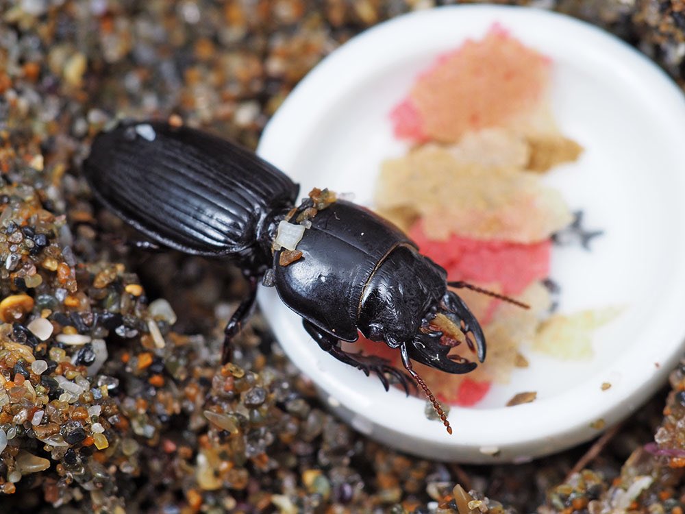 日本野虫の会 重版御礼 手すりの虫観察ガイド Na Twitteru 飼育中のヒョウタンゴミムシ ダンゴムシやワラジムシを餌にという話だったが 全然食べないのでテトラフィンを与えた所とても食いつきがよい なかなかかわいい 日本野虫の会 重版御礼 手すりの虫観察ガイド Na Twitteru 飼育中のヒョウタンゴミムシ ダンゴムシやワラジムシを餌にという話だったが 全然食べないのでテトラフィンを与えた所とても食いつきがよい なかなかかわいい