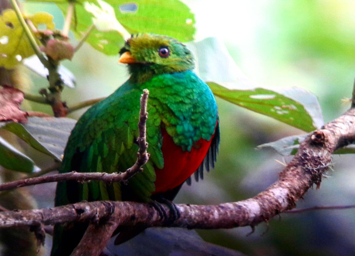 #FelizSábado con Quetzales colombianos: encontramos a este bello Quetzal de cabeza dorado  (Pharomachrus auriceps) en nuestra salida a chingaza
#quetzal
#colombianumero1
 #birdscolombia #bogotanatural🍃 #BogotaBirding #ambientebogota 
bogotabirding.com