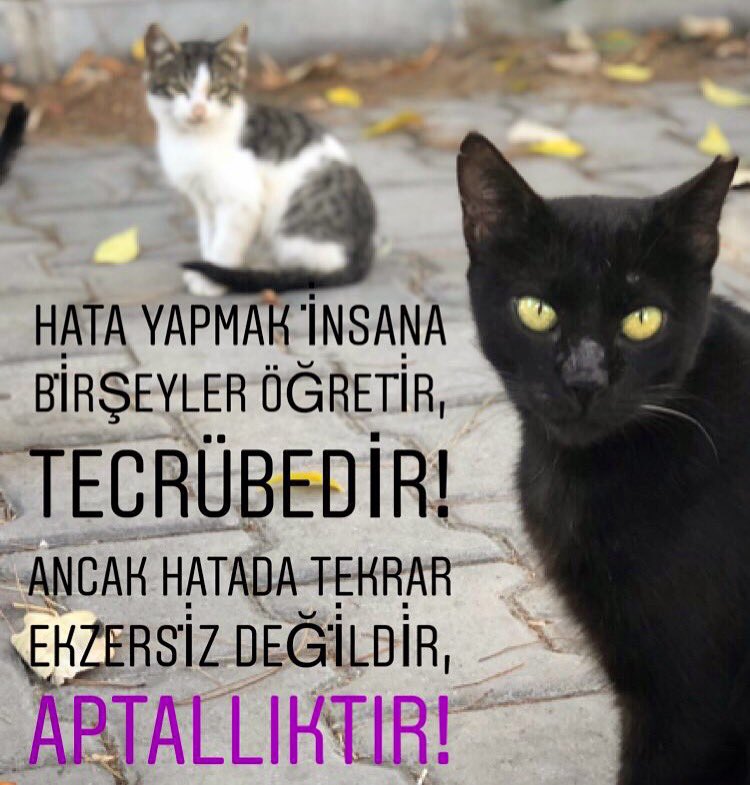 En_GeReK's tweet photo. HATA YAPMAK İNSANA BİRŞEYLER ÖĞRETİR, TECRÜBEDİR!
ANCAK HATADA TEKRAR EKZERSİZ DEĞİLDİR, APTALLIKTIR!
-BG-
*****
#bayramgöçmen #egeüniversitesi #özlüsözler #sözler https://t.co/PnH2h9LGUw