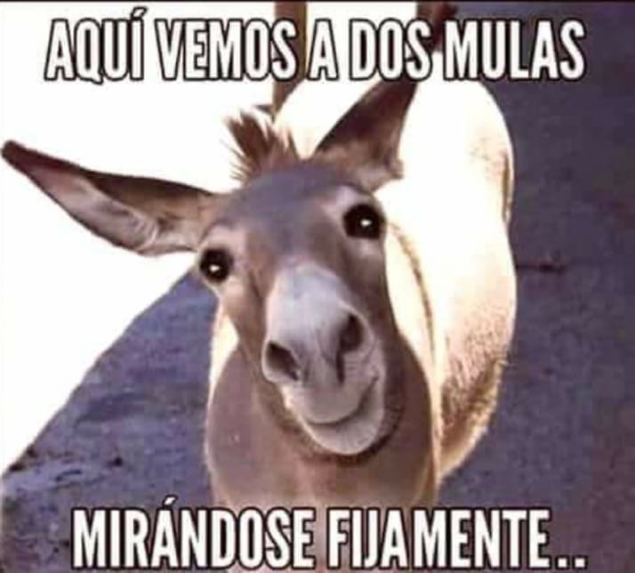 CERVANTESYURI's tweet photo. Buenos días a todos... esta imagen me hizo reír temprano y la comparto jajaja https://t.co/vcsmbM7Vkk