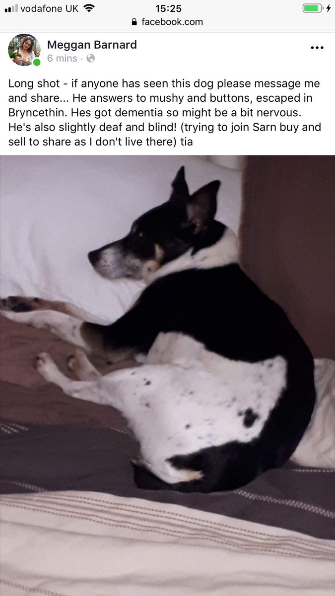 Friend's dog missing in #bryncethin area #bridgend #sarn