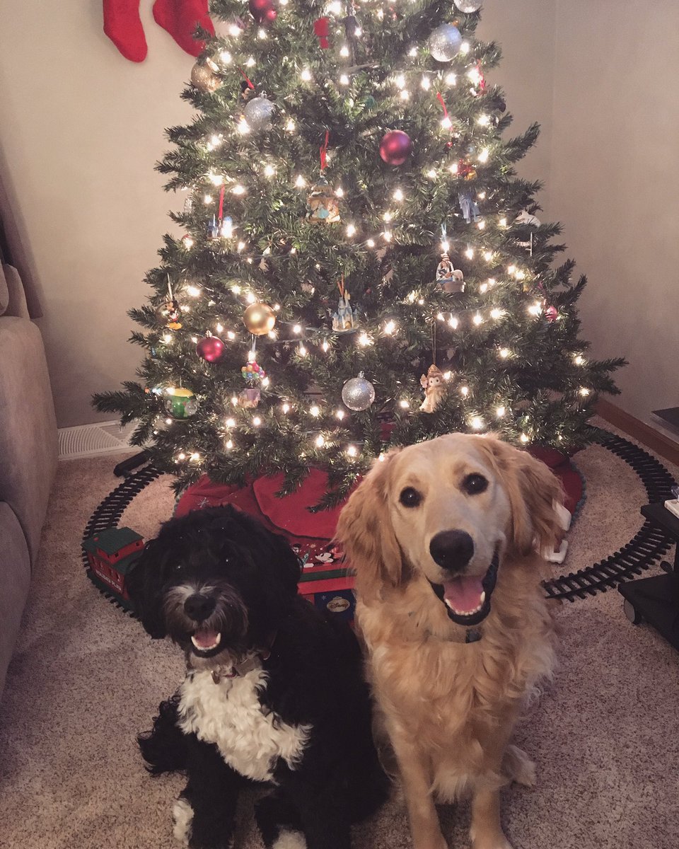 🐾Remy & Zero🐾 (@remyandzero) on Twitter photo 