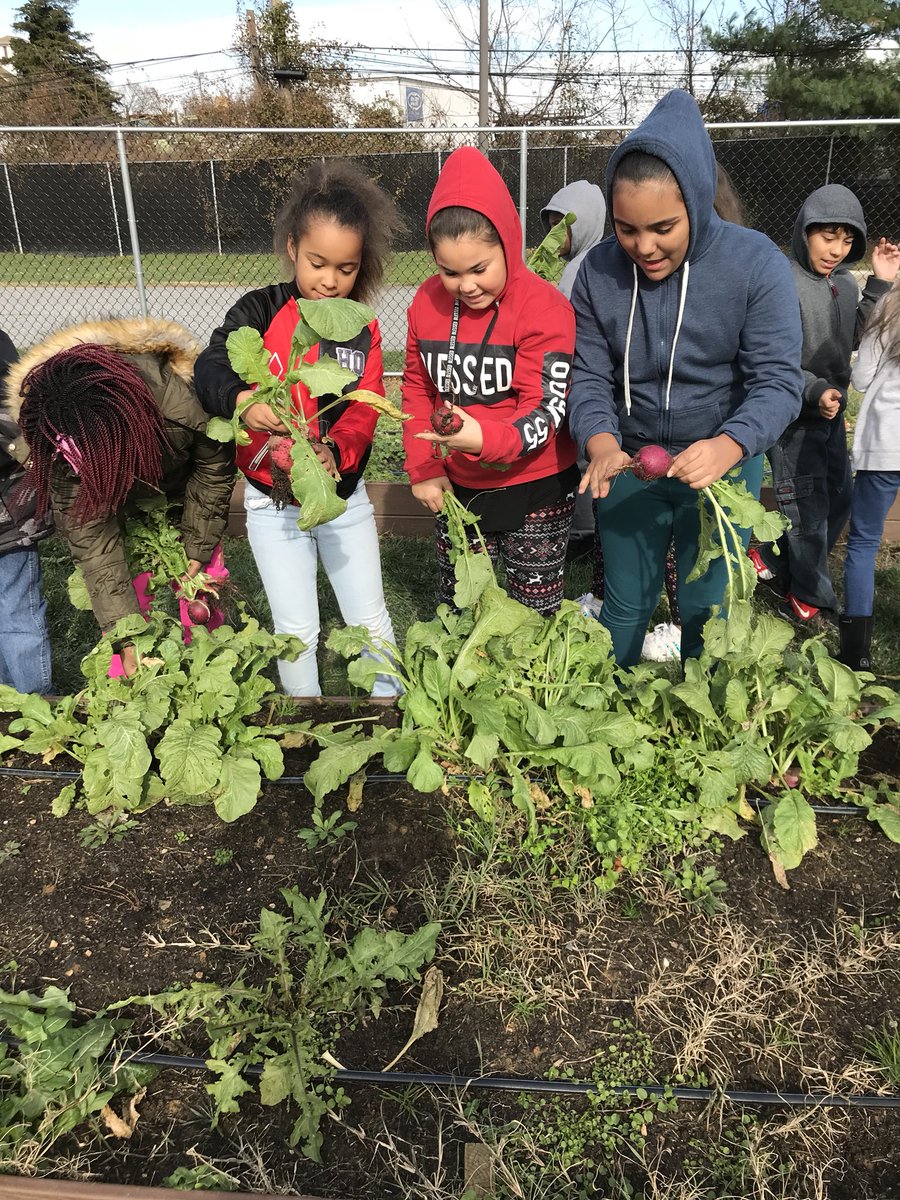 Fourth grade harvesting goodies from the garden!  <a href="/PLVBears/">Pleasantville Elementary</a> #polarpride