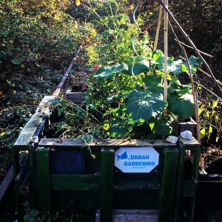 Mitte November blüht das Hochbeet noch farbenfroh. Ein sonniges Wochenende allen Gärtnern.