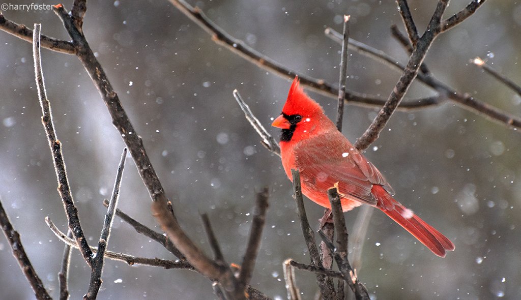 Harry Foster tweet media