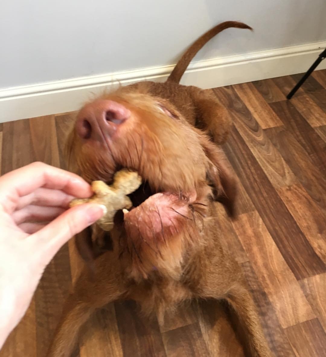 TheSnackPawtal's tweet photo. Gorgeous Norman tucking into some festive treats 🎅🏼❤️ #tynevalley #northumberland https://t.co/BdsQI7Ecnu
