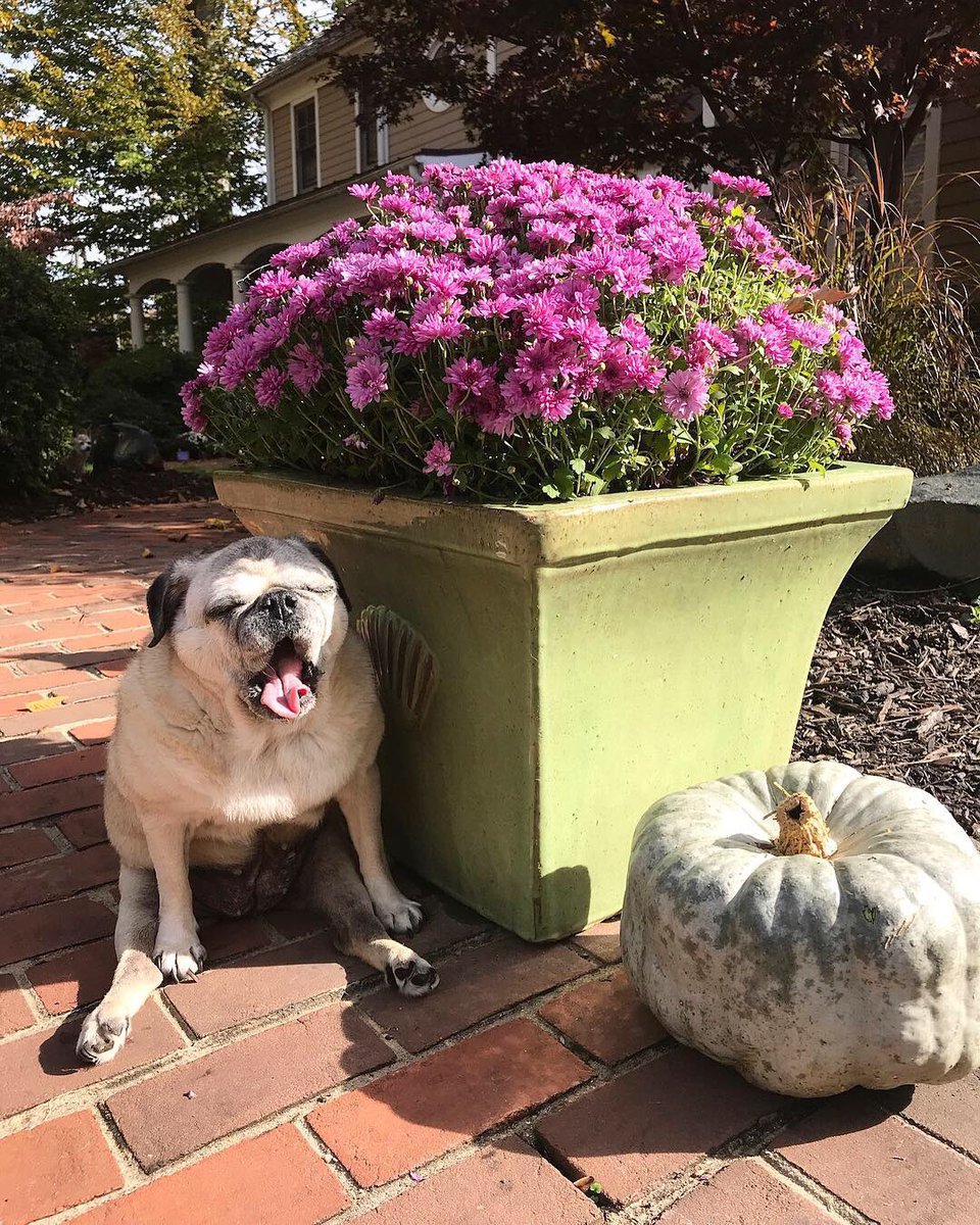 LadyPuggington's tweet photo. Don’t mind me yawning! I’m really lovin’ dis sunshine 🌞 What’s everyone else up to today? Tag me on #Instagram for the chance to be featured: https://t.co/o6BZgnPICe! #puglife https://t.co/tQceEKsCgY
