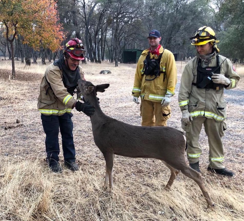 Героическое спасение четвероногих друзей