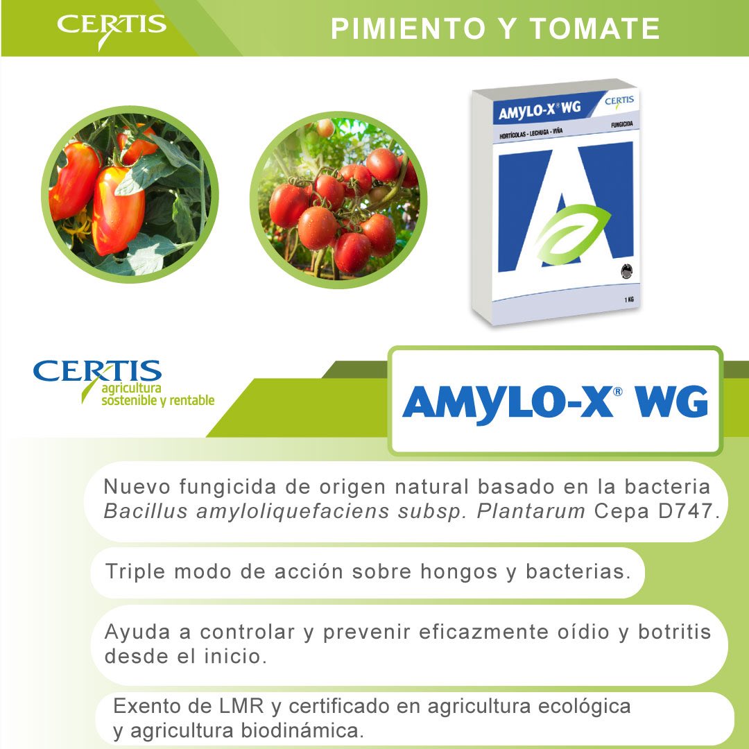 CertisBelchimES's tweet photo. AMYLO-X® WG es un fungicida y bactericida de origen natural con efecto sobre distintas especies de hongos y bacterias.

Exento de LMR. Certificado en #AgriculturaEcológica y #AgriculturaBiodinámica.
#pimiento #tomate https://t.co/X8UzZhoqIz