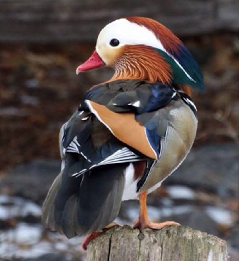 DON'T GO SHOPPING on Black Friday! Instead, join Colorado Field Ornithologists for the GREAT BOULDER CAPER, free &amp; open to the public. A few years ago on the caper, we found this MANDARIN DUCK! Take THAT, Central Park! Details on next week's caper: tinyurl.com/y95gosgp