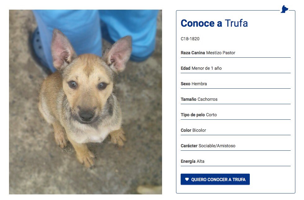 Adopta y salva una vida 🙏🏽♥️💖
#adoptagrancanaria #adoptaunperro #adoptanocompres #adopta #GranCanaria