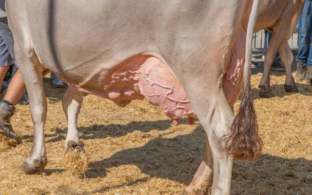 AJDroit's tweet photo. 🐮 #Suisse #Scellement // "Le gouvernement indique qu'il propose d'accepter la motion [contre les mauvais traitements dans les foires], sans toutefois donner ses arguments. C'est désormais au tour du Parlement de se prononcer."
▶️ https://t.co/ELme6gZiar https://t.co/qVzaltgbwy
