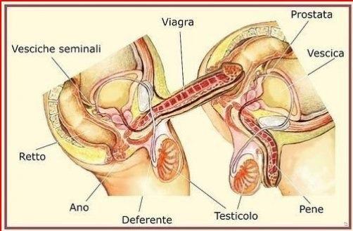 Anal Anatomy Porn - Gay Anal Intercourse Anatomy | Gay Fetish XXX