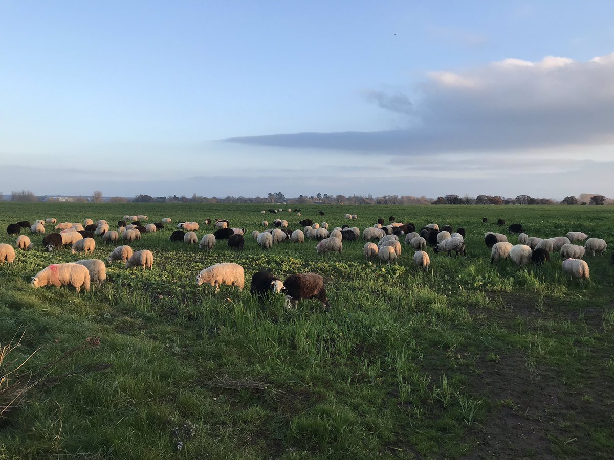 Cumbrian sheep all settled in for winter!