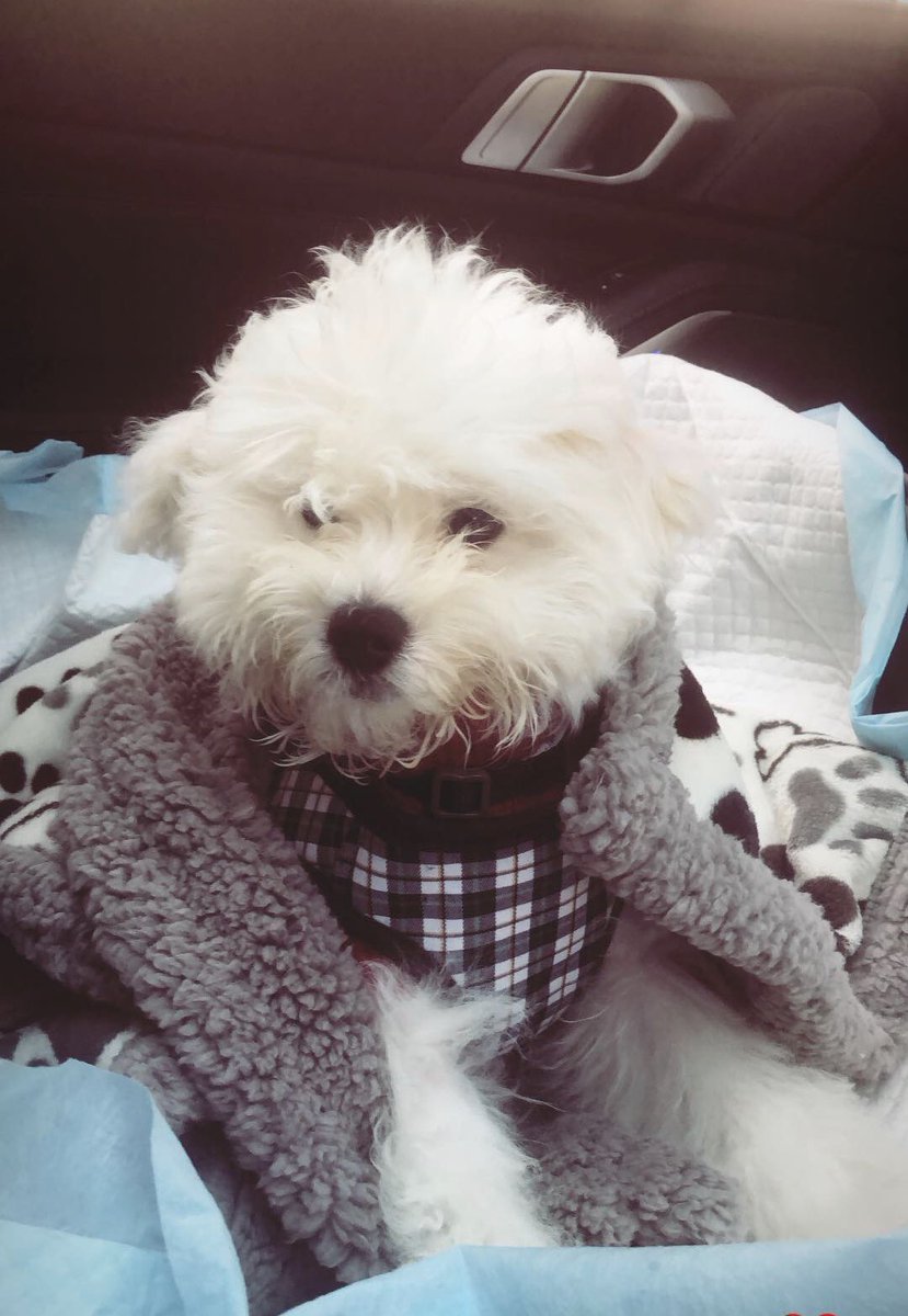 ilabansil's tweet photo. Meet LOUIS 🐶 #louisluvpup https://t.co/MTmT9myXz4