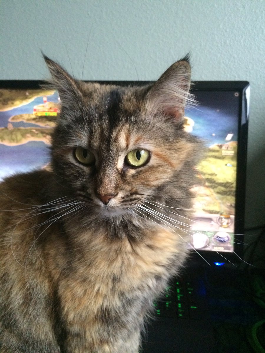 LethalWC_USA's tweet photo. @CCCentralPetFan @TeamClayne @ClayneCrawford @ApriltheChorkie Ivy, rescued &amp; trained as therapy cat for hf autistic son w/#PTSD

Ivy recognizes his triggers &amp; is able to distract him to lesson episodes &amp; petting Ivy has a calming effect.

Ivy is a loving Mom Cat &amp; never leaves his side &amp; always watching &amp; protective #TeamClayne #PetsforVets https://t.co/zYoEzb8Doc