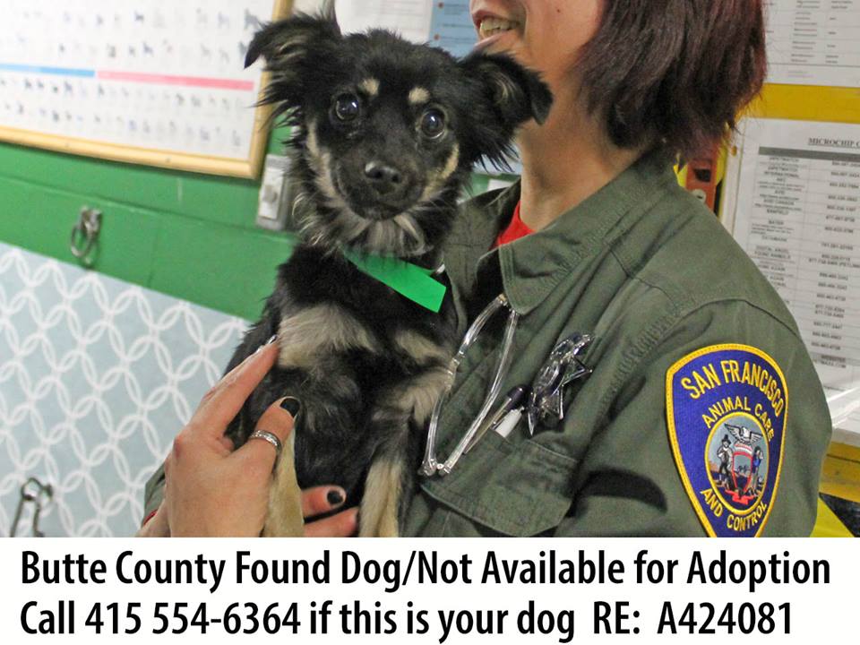 SFACC's tweet photo. Last night our head vet returned from #ButteCounty after days of caring for #CampFire animals. She brought some temp guests, please help us find their owners. #CampFirePets 415-554-6364 https://t.co/YMxrJhGk5E