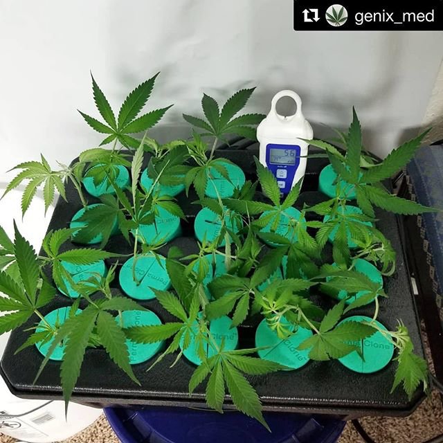 PermaClone's tweet photo. By: @genix_med
・・・
“Got my clones ready. Day 1, using @currentcultureh2o Uc Roots at 5ml/gal Bloom A+B at 2ml/gal and Hornex at 3ml/gal. Ph 5.6- 5.8 and Room Ambient light for a day or 2. #oxyclone #cloning #cannabiscommunity #cherrygasm #permaclone “ : @permaclone https://t.co/ndp9arHdZT