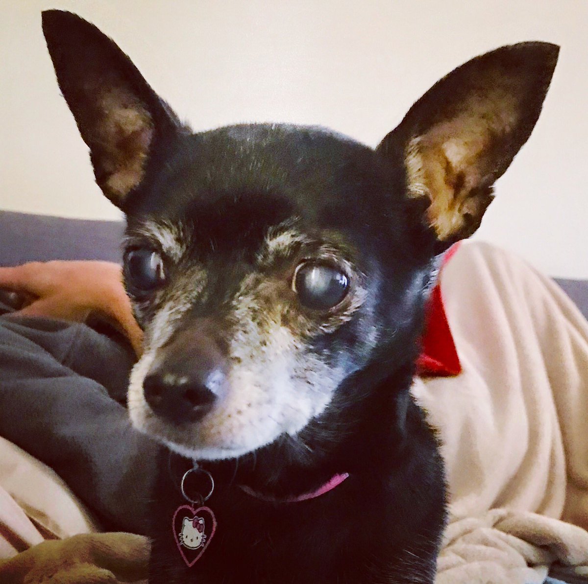 silverdogrescue's tweet photo. KATIE. Just rescued. 10 years old, 8 lb Chihuahua. Puppy Mill survivor 😞 Super sweet, loves to snuggle &amp; sit in your lap &amp; gets along great with other dogs. Urgently Needs a foster while we find her a forever loving home ❤️
#chihuahua https://t.co/7eWaCNl9qe