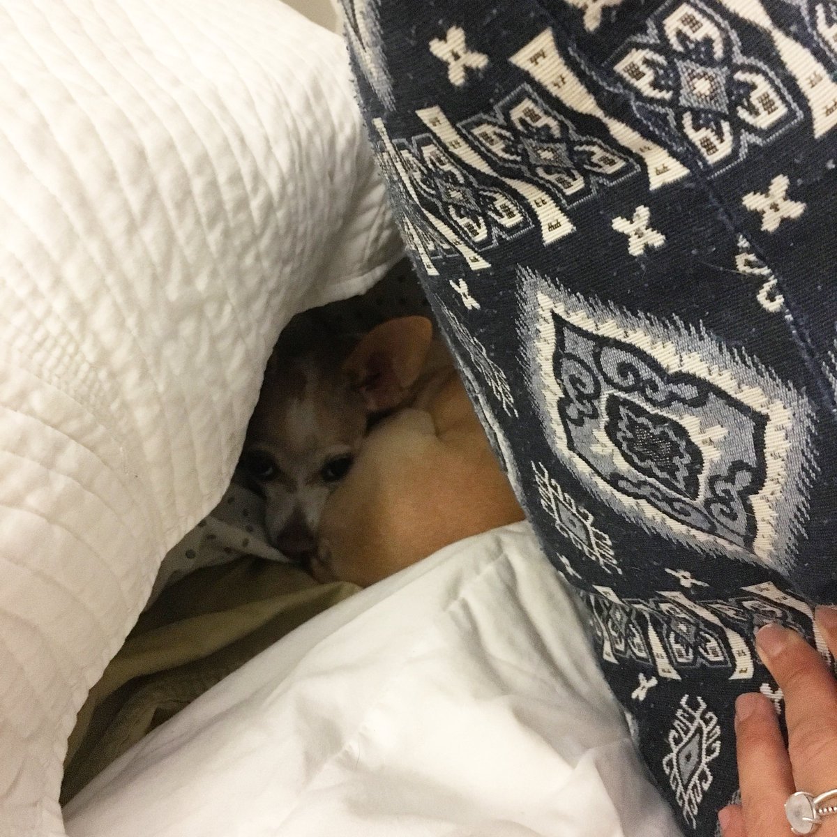 TheEdithtweets's tweet photo. Got caught in my pillow fort again! https://t.co/jWR0UtBo86