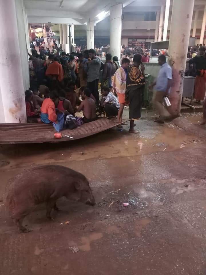 shilpamdas's tweet photo. In any other nation, @vijayanpinarayi as CM wud be history tdy. The facilities at Sabarimala r so bad, it can only be willful negligence by the state.

2 horror pics stand out.

1. A li’l girl sleeping by a garbage bin.
2. Devotees sharing space with a Pig.

#Protect_Sabarimala https://t.co/Fd3iuMetKO