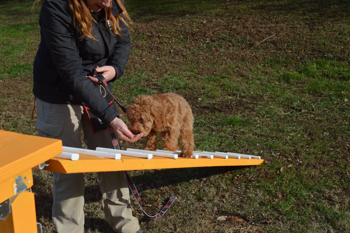 NashvilleK9's tweet photo. A lil Saturday shenanigans.........
#NashvilleK9 #Saturday #BetterTrainers #BetterResults #Obedience #Agility #Behavior #SmallDogs #MediumDogs #LargeDogs #DogTrainers https://t.co/l3z0muXgvE