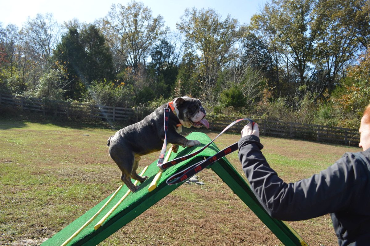 NashvilleK9's tweet photo. A lil Saturday shenanigans.........
#NashvilleK9 #Saturday #BetterTrainers #BetterResults #Obedience #Agility #Behavior #SmallDogs #MediumDogs #LargeDogs #DogTrainers https://t.co/l3z0muXgvE