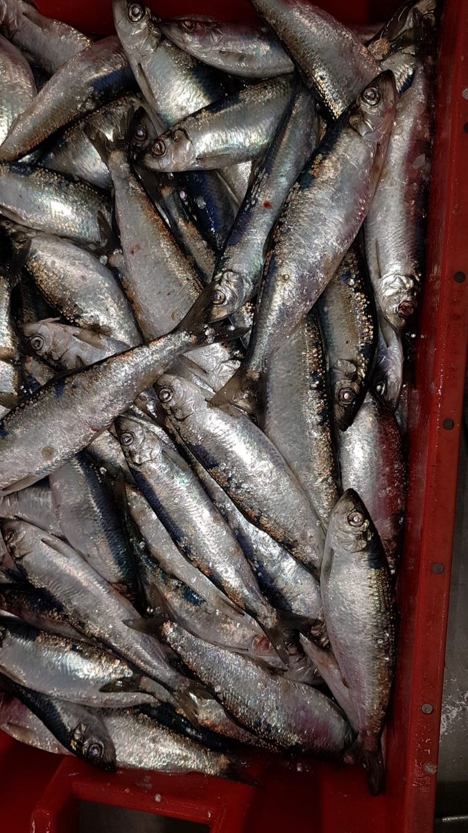 Hastings Herring season started last week. Super quality. November only