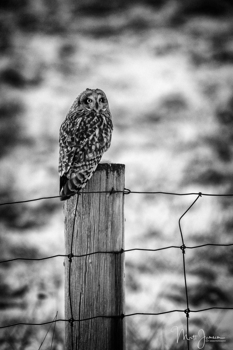 MattJPhotos's tweet photo. A Short-Eared Owl sitting on a fence post and watching over a field near the airport in Prince George, BC. 

#photography #wildlifephotography #birds #owls #britishcolumbia #CityofPG #blackandwhitephotography https://t.co/QfIaNaQlDh
