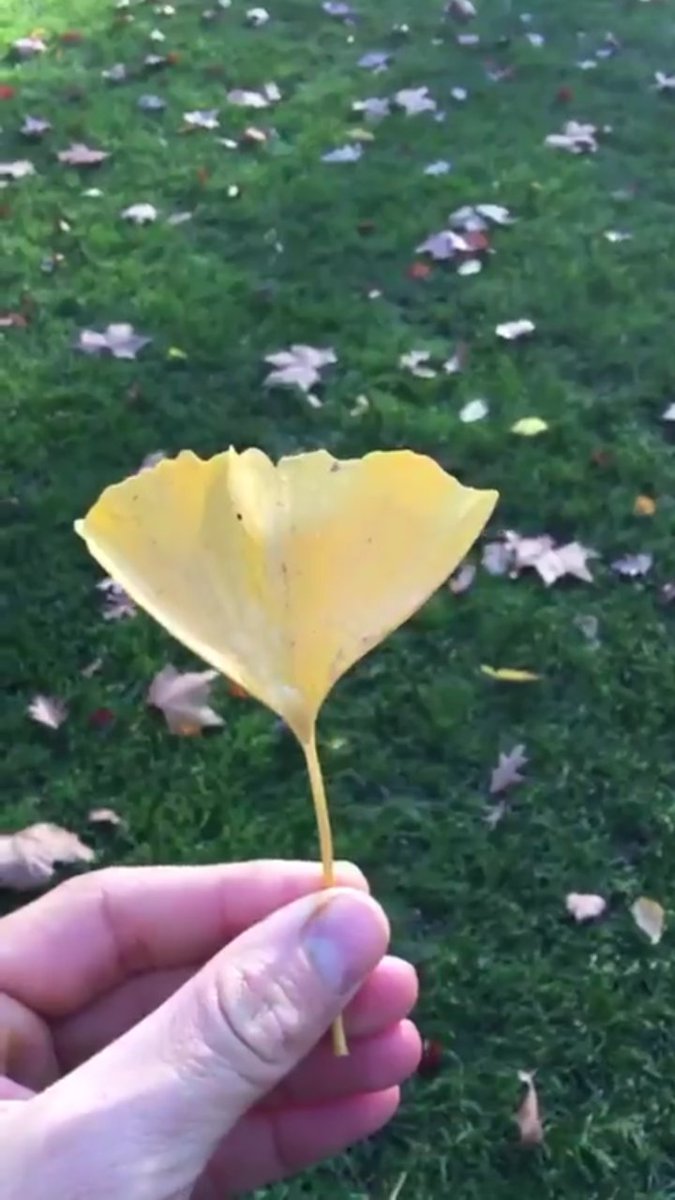 DIvanovicart's tweet photo. #readyformatch @DjokerNole
Ginkgo Biloba tree 🍂❤💪 https://t.co/j5M5djVhdn