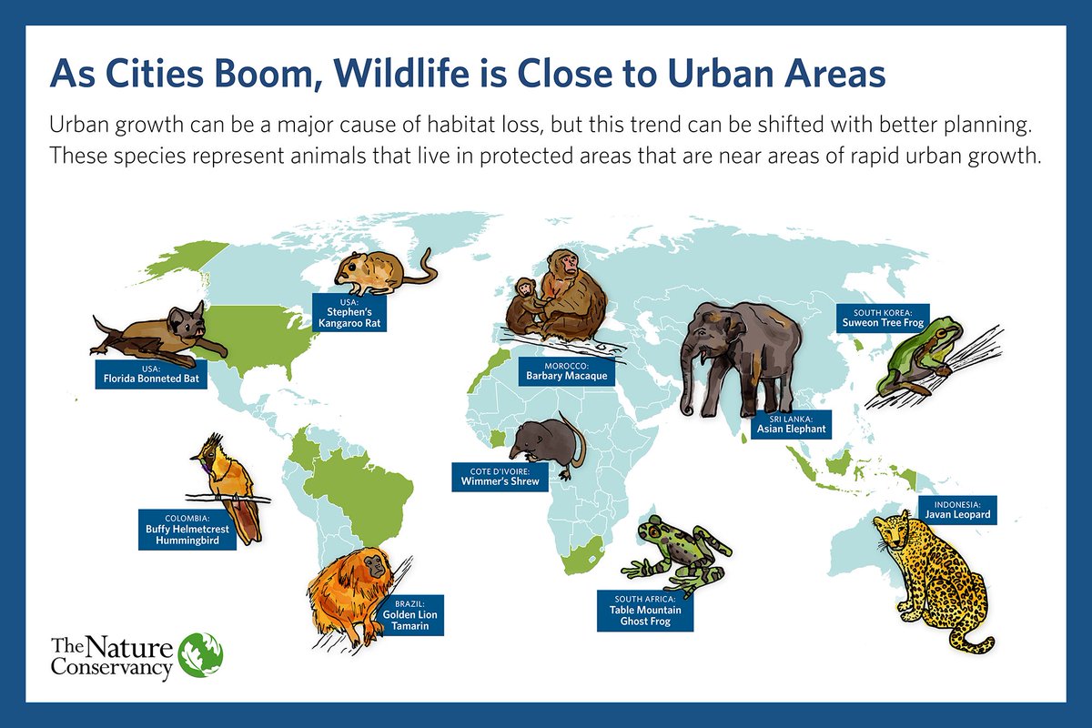 #Infographic The impacts that urban growth could have on biodiversity and human well-being. 🏙️ 🐅 👫 We must empower cities to plan for a positive natural future – where people, nature and animals all thrive. bit.ly/2DlRkPG