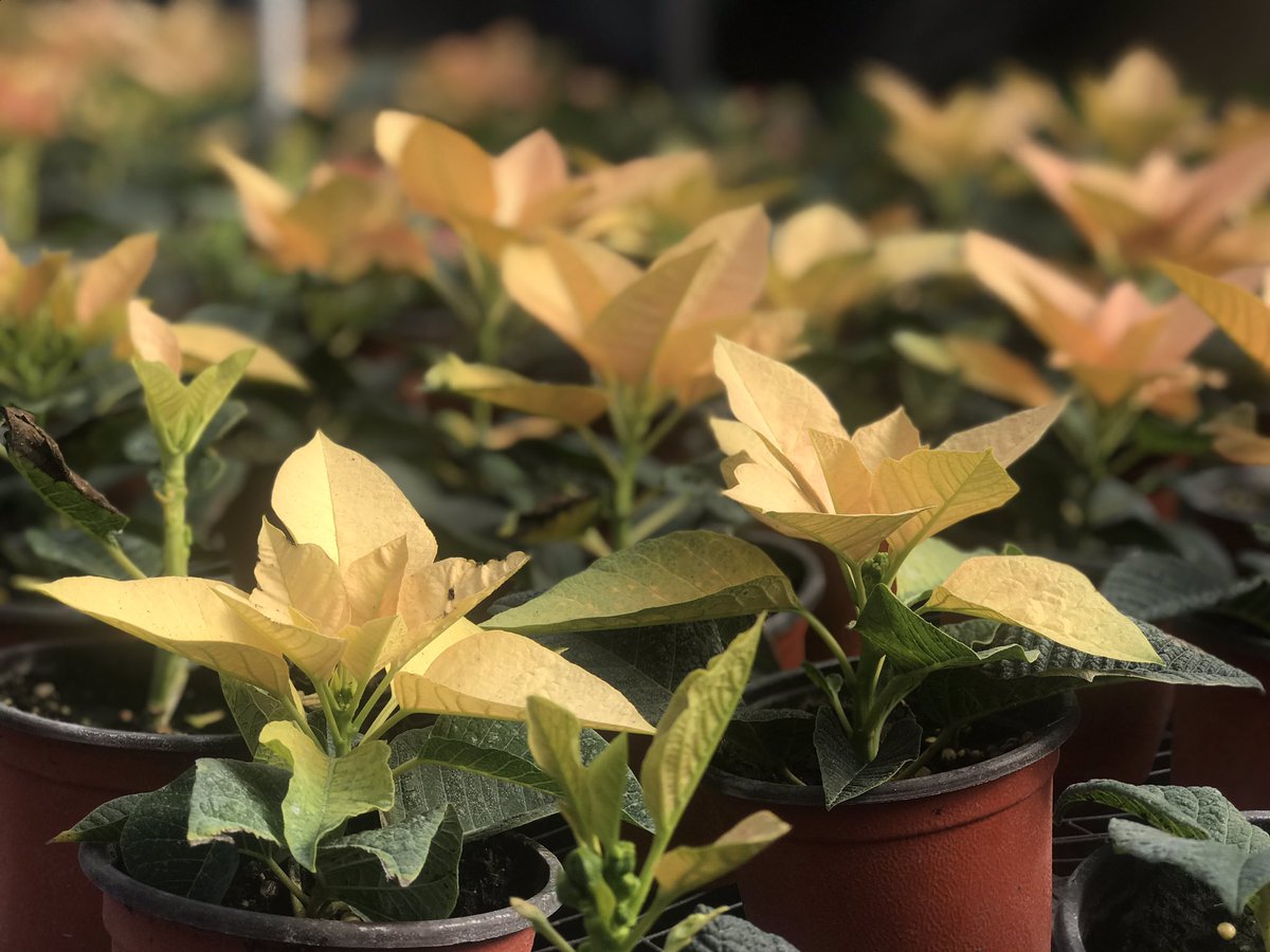 mcdonaldrachael's tweet photo. Poinsettias ready! Call me. DM me. https://t.co/bsKgbusUee