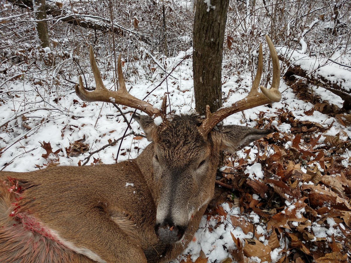 JacobScriver's tweet image. The old Savage 30-06 strikes again. #hunting #deerhunt Deercast @DruryOutdoors predicted another great morning. Deer were moving all morning long and passed up three bucks and about a dozen doe before this one stepped out and couldn't help but to pull the trigger.