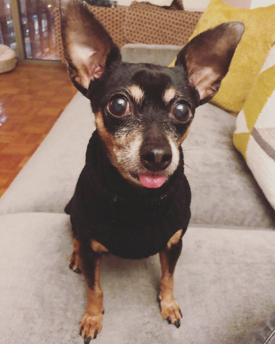 Can I has my 🍌 now Mama?!? 😋
•
•
•
#lilmonkey #bananamonster #silliouslysparta #minpin 
#miniaturepinscher #minpinbuddies #dogs #blackdogs #cutedogs #ilovemydog #furbaby #pets #doglovers #vegandog #veganpup #dogsofinstagram #dogsofnyc #adoptdontshop #doggo #veganpets