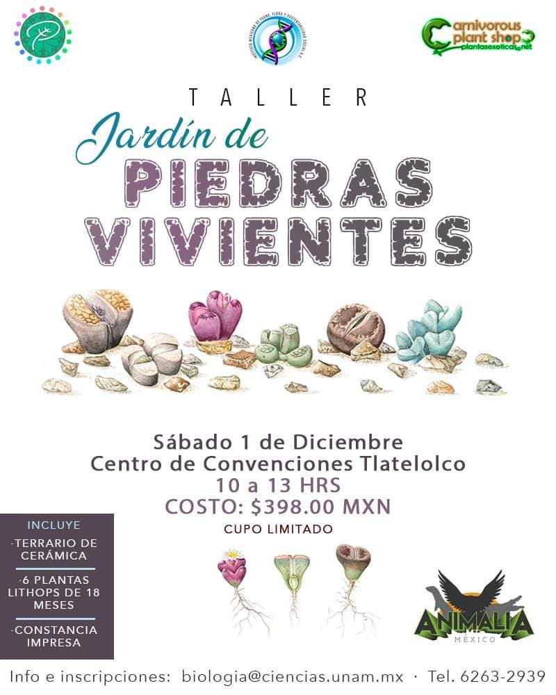 imffss_oficial's tweet photo. 🌱🤓Taller "Lithops" ¡JARDÍN DE PIEDRAS VIVIENTES! 🌱🤓 
Las plantas que simulan ser rocas...

Inscripciones e informes en:
☎ 6263-2939.
📨 biologia@ciencias.unam.mx

#CDMX #Plantas #Lithops #Terrarios #Piedras #Vivientes #Taller #Flora #Suculentas #Rocas #Jardín #Aizoaceas https://t.co/KYChmXpYm3