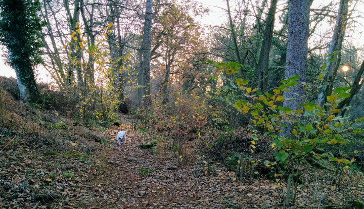 clairevhill's tweet photo. Different place for walk today #TempleLane #Knowle https://t.co/iPpDWiHXNm