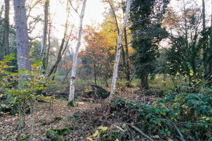 clairevhill's tweet photo. Different place for walk today #TempleLane #Knowle https://t.co/iPpDWiHXNm